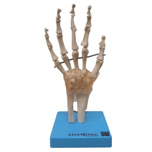 Articulação da Mão com Ligamentos