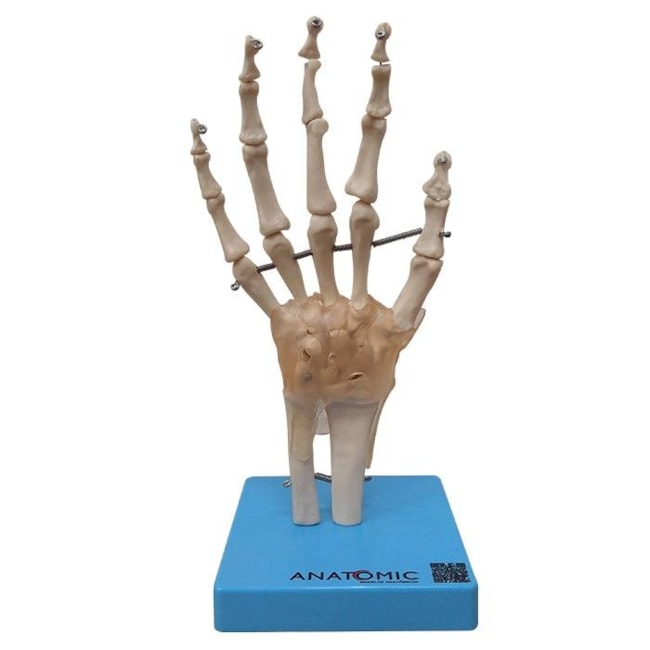 Articulação da Mão com Ligamentos-79089095-36ed-4759-befc-41439af193d3