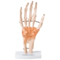 Articulação da Mão com Ligamentos-17ff9ab6-51c6-4c90-9e06-a3619582e715