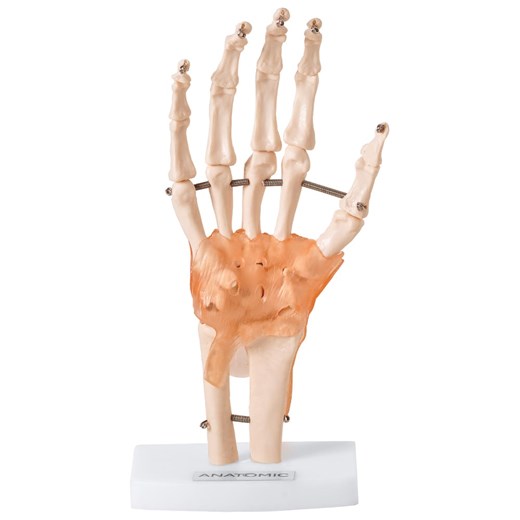 Articulação da Mão com Ligamentos