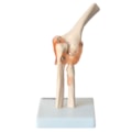 Articulação do Cotovelo Com Ligamentos-65993f0b-9b93-4b32-8eac-fafd90be401f