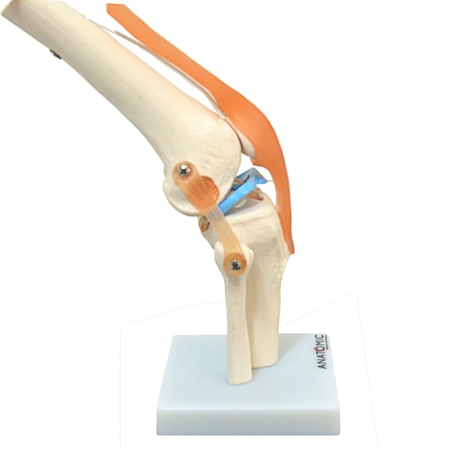 Articulação do Joelho, com Ligamentos-b7a751d1-3a81-4a73-9fda-7a491cf570c4