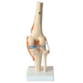 Articulação do Joelho, com Ligamentos-f07e67d0-79df-4d50-bb52-f3eb481b3c47