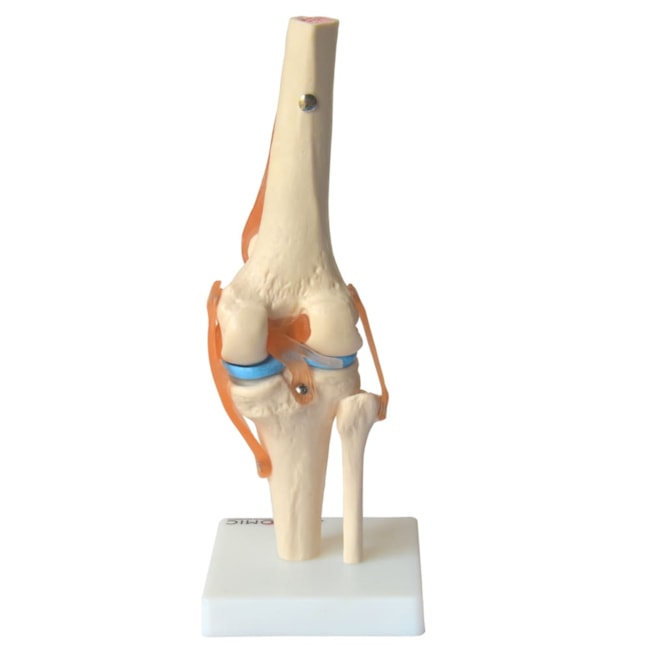 Articulação do Joelho, com Ligamentos-bef37d2b-bc9a-4553-86ec-de7a2c8a6fc1