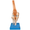 Articulação do Joelho, com Ligamentos-7d96158b-535e-417d-ab2a-1f735befd83c