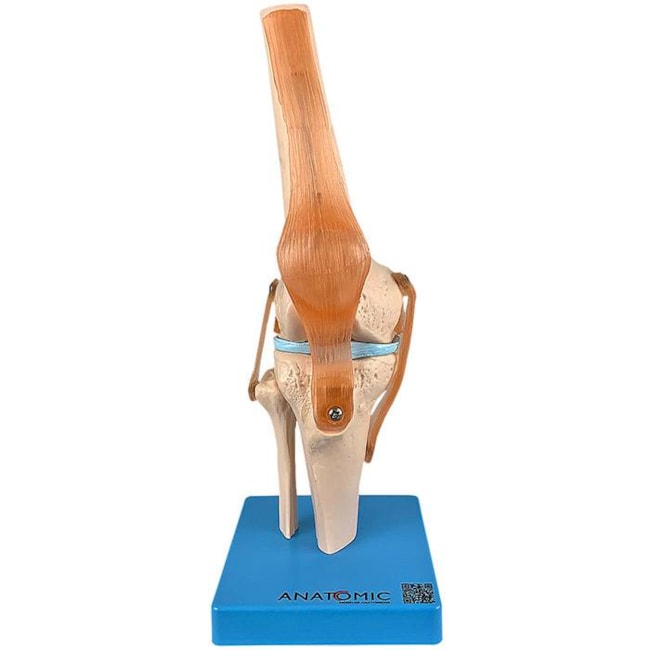 Articulação do Joelho, com Ligamentos-76681dec-bdd1-4239-a209-2af5d593850e