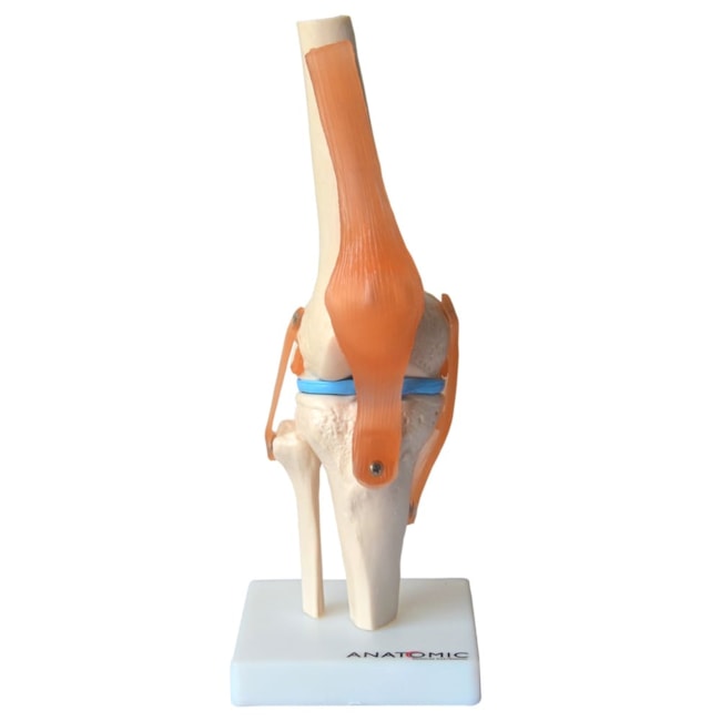 Articulação do Joelho, com Ligamentos-11e10365-0c9f-4e9a-86a5-11c7aaaaaaaa