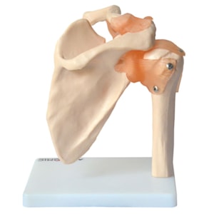 Articulação do Ombro com Ligamentos