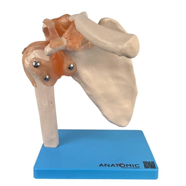 Articulação do Ombro com Ligamentos-aabe7ba6-7019-484d-8612-86a2af4b9f71