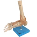 Articulação do Pé com Ligamentos-d79bf939-a603-46ea-8cbe-3dddcc28d151