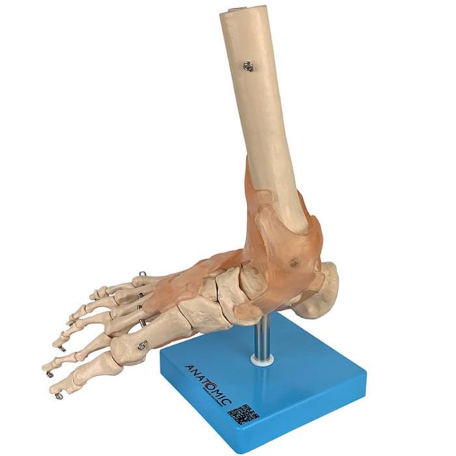 Articulação do Pé com Ligamentos-151b5b30-b01c-4d1d-b4a5-4b412cfdf284