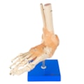 Articulação do Pé com Ligamentos-1cb49dd7-7b86-4afe-9418-d301c51451d8
