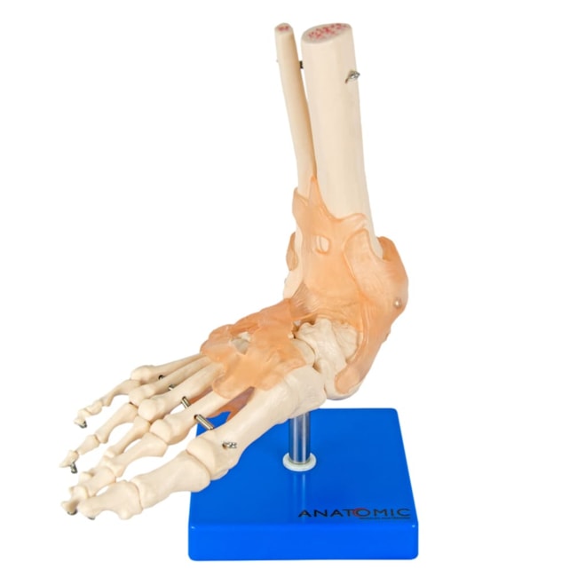 Articulação do Pé com Ligamentos-72f84deb-8ea5-4cdd-aabc-ca67fe55a284