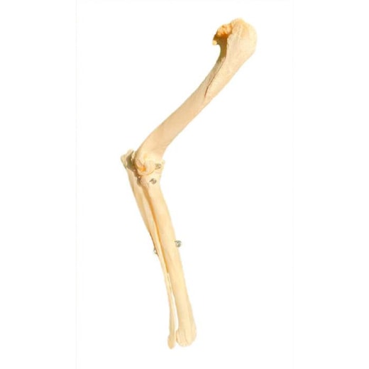 Articulação ÚMero-rádio-ulnar Canina Natural