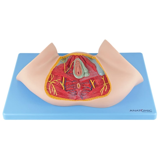 Assoalho Pélvico Feminino-3820fe74-c1f3-4238-abda-33df5b92cea0