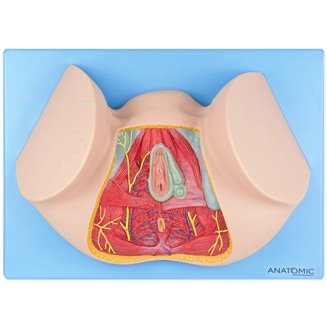 Assoalho Pélvico Feminino-7fb6a7e4-8266-497e-af28-a96dd6005473