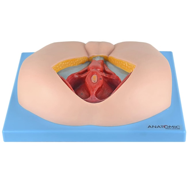 Assoalho Pélvico Masculino-b6d818d6-bf2a-4e36-b1b1-a6a3bb6f3c92