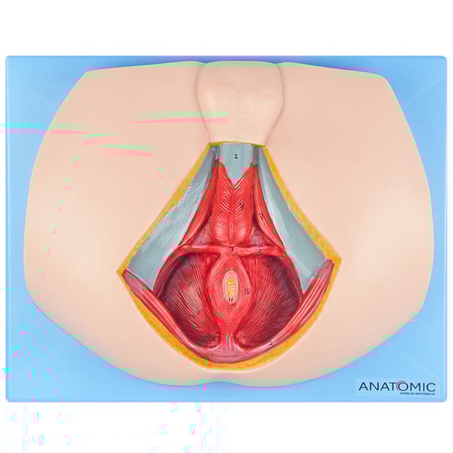 Assoalho Pélvico Masculino-74148774-66ba-44b1-a0e4-5e70cc752f4b