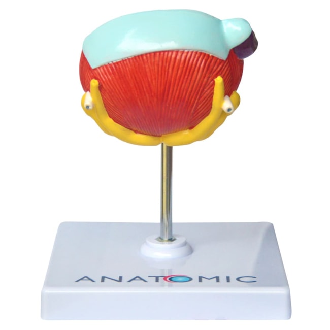 Bexiga Urinária e Próstata com Patologias-6889f037-077d-4d45-9ec7-90760d6b5055