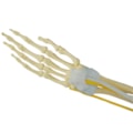 Braço com Ossos Músculos Ligamentos e Nervos-876329c5-ea2a-4dff-a8c2-79bff0728257