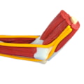 Braço com Ossos Músculos Ligamentos e Nervos-67607619-a0c4-4c66-a966-b869f7ec4652
