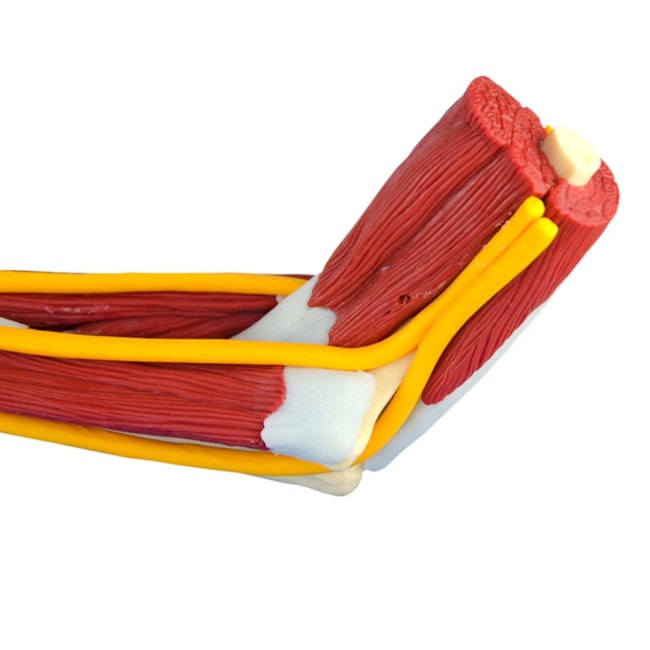 Braço com Ossos Músculos Ligamentos e Nervos-6c0dc572-7860-4d35-9539-6d4976eea26b