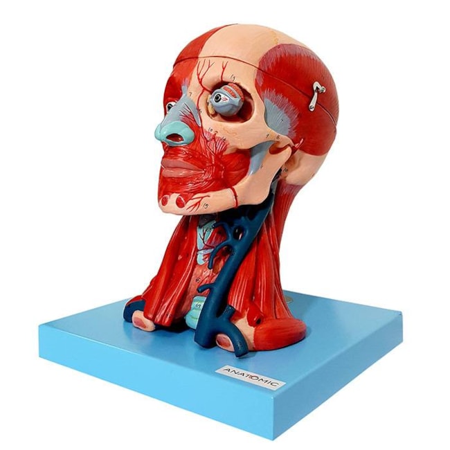 Cabeça Anatômica Muscular com Cérebro em 10 Partes-7ef6c17f-aac7-4a51-8c1b-0530c6d29d67