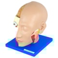 Cabeça Com 4 Partes-8c7134e8-3e4c-4229-9d31-19df54cccba3