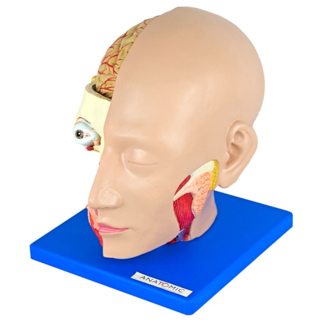 Cabeça Com 4 Partes-7c3510ad-bb44-497b-9e2f-4f0e9877433a