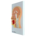 Cabeça Com Corte Mediano-922361de-f513-455a-ac01-fa0e1d653996