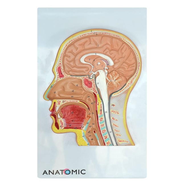 Cabeça Com Corte Mediano-ea8aca22-5e20-44a8-9d60-01d2164752c6