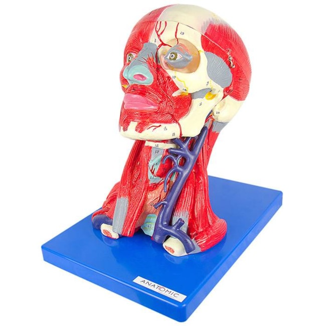 Cabeça Com Músculos e Cérebro 10 Partes-5b9bd185-1f7a-41c7-90cd-440d861469f3