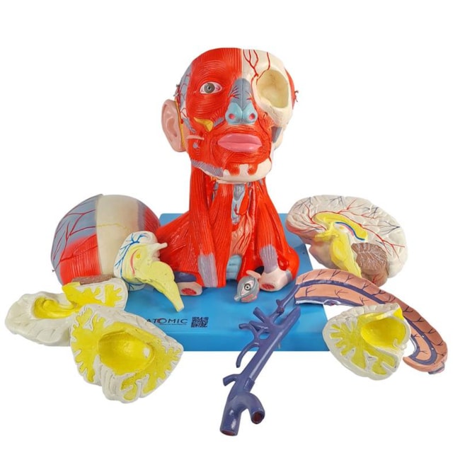 Cabeça Com Músculos e Cérebro 10 Partes-fef5b8e6-964c-4dd7-a537-be9760b42107