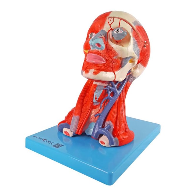 Cabeça Com Músculos e Cérebro 10 Partes-53be8ad5-b89a-4b60-aefd-6bf71dd3926a