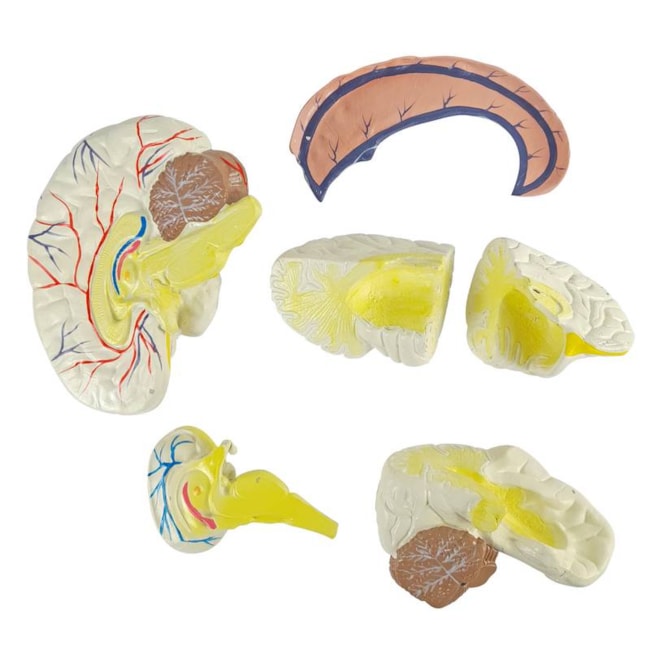 Cabeça Com Músculos e Cérebro 10 Partes-1b2414b9-c488-4362-b224-e3077c914d47