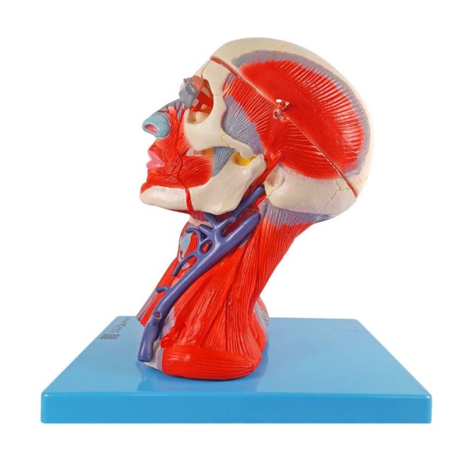 Cabeça Com Músculos e Cérebro 10 Partes-0eb24cfb-1623-455f-a51c-dc48207fb62a