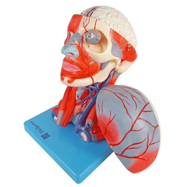 Cabeça Com Músculos e Cérebro 10 Partes-9d815d11-e699-4e83-9f47-c3a95aef8517