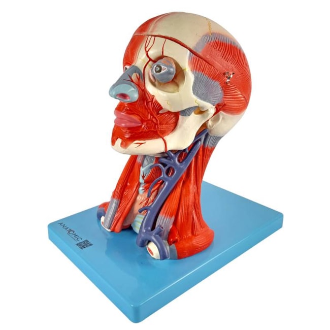 Cabeça Com Músculos e Cérebro 10 Partes-e903c08d-0b84-4aca-8971-da3aa5044e48