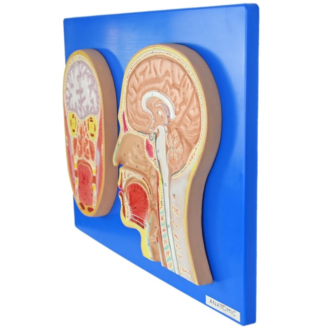 Cabeça Corte Sagital e Frontal-6739d005-0fd9-464a-8be0-a1714a9b3c1e