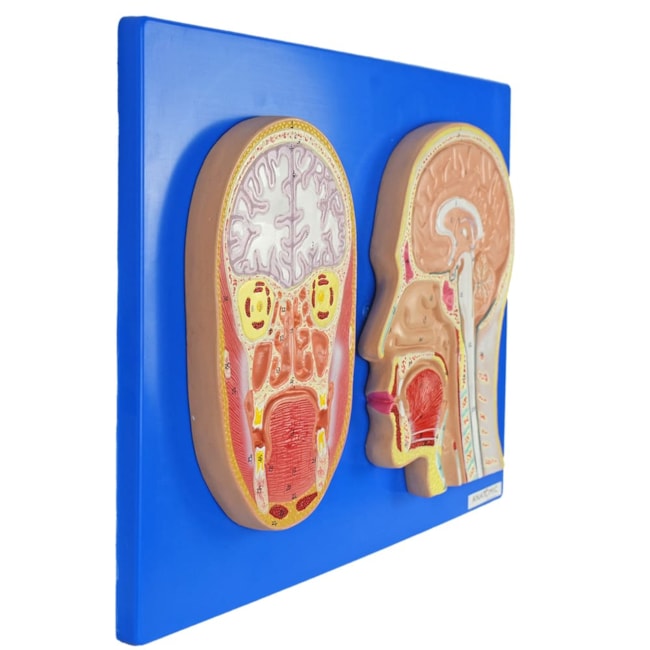 Cabeça Corte Sagital e Frontal-66d29b26-01e4-44c1-a84e-f3f55af78274