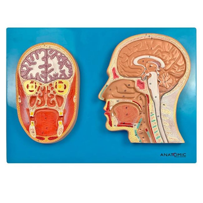 Cabeça Corte Sagital e Frontal-5fe717b4-79ef-43ac-a18b-c75187141611