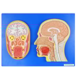 Cabeça Corte Sagital e Frontal