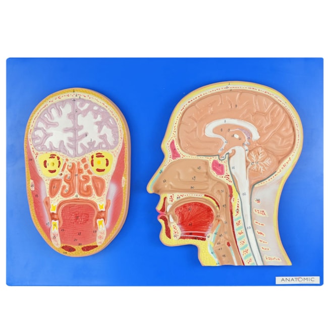 Cabeça Corte Sagital e Frontal-1414ef8f-2b73-49d6-9c93-e7bb73ea69a6