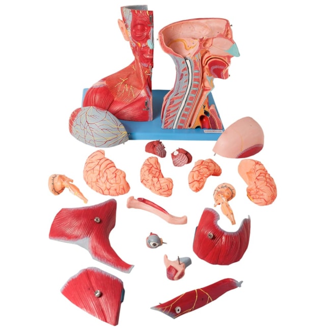 Cabeça e Pescoço Com Vasos Nervos e Cérebro-7a02eca0-8755-4277-9201-638aebfe40fe