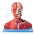Cabeça e Pescoço Com Vasos Nervos e Cérebro-f67c65c7-483b-42d9-b07b-09bc6387b80b