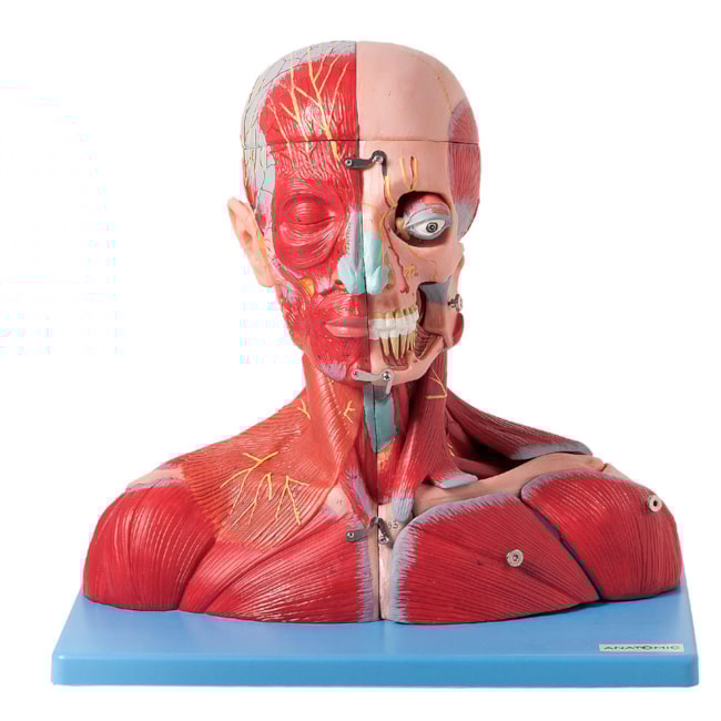 Cabeça e Pescoço Com Vasos Nervos e Cérebro-b680e7a2-4daf-45d4-9a00-70cb1280dbcf
