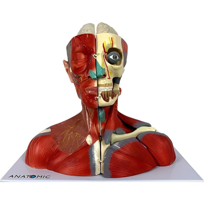 Cabeça e Pescoço Muscular-acd0b646-8a70-4294-af8c-808df7587561