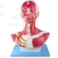 Cabeça e Pescoço Muscular-2435f16f-92cf-4c0e-a924-730b0530eacb