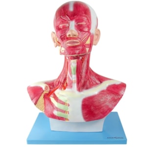 Cabeça e Pescoço Muscular