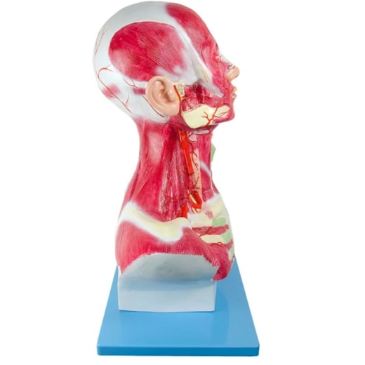 Cabeça e Pescoço Muscular